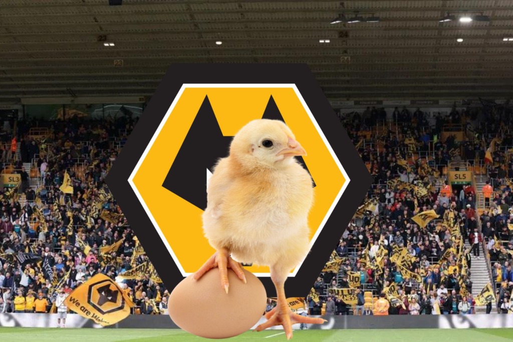 Wolves News = Wolves chickens haven't hatched yet